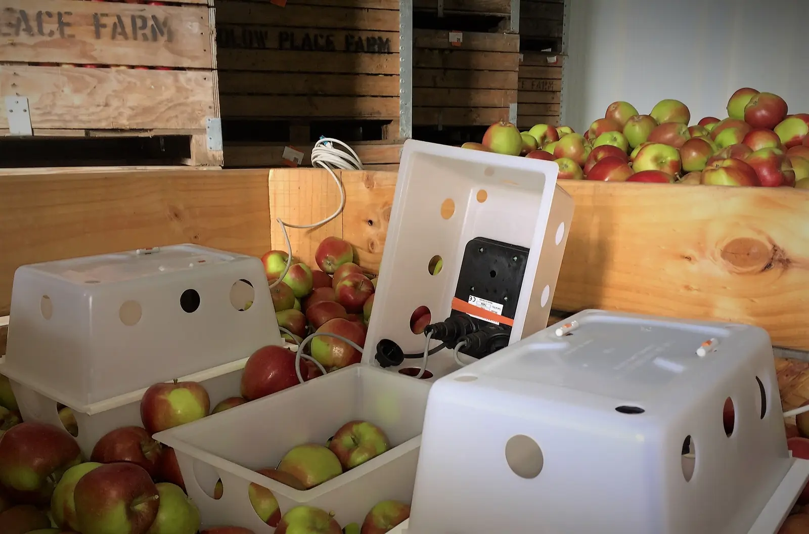 Isolcell F.I.R.M. sensors on boxes of apples in store